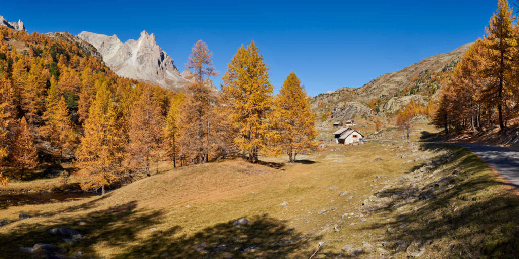 Claree Valley with larch trees in full Autumn colors and the fam