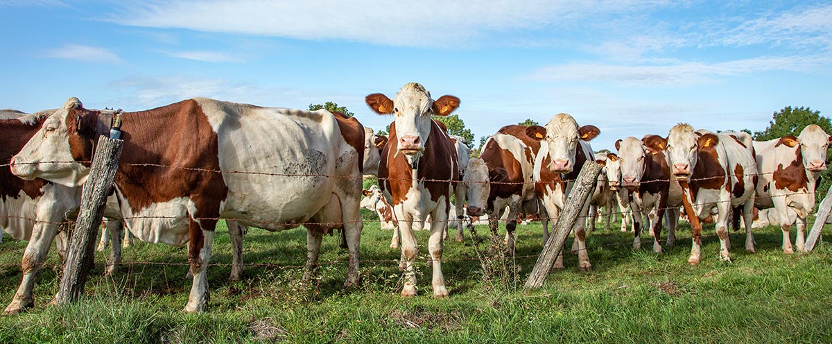 troupeau-bovins-jura